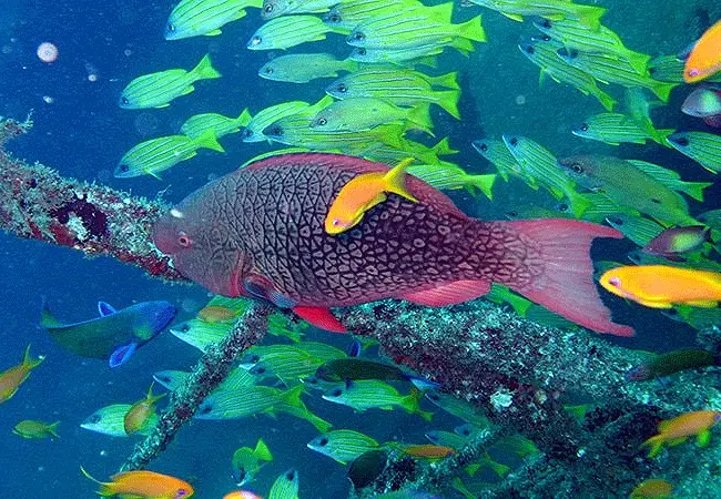 Lamu Marine Angler & Reef Pass